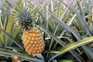 Fresh Premium Pineapples from Tanzania from Tanzania